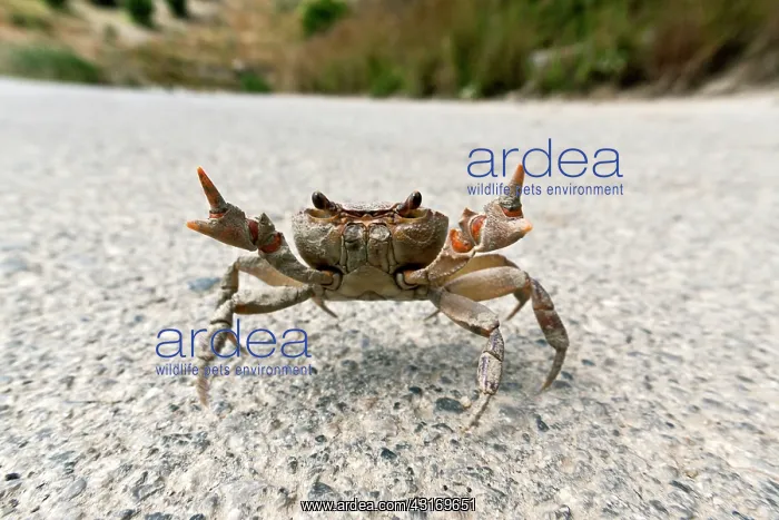  : Freshwater Crab