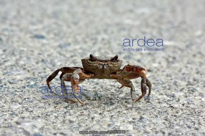 : Freshwater Crab : Freshwater Crab
