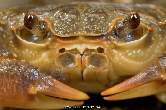 : Freshwater Crab - head close up : Freshwater Crab - head close up