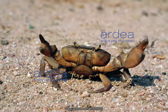 : Freshwater Crab - on sand : Freshwater Crab - on sand