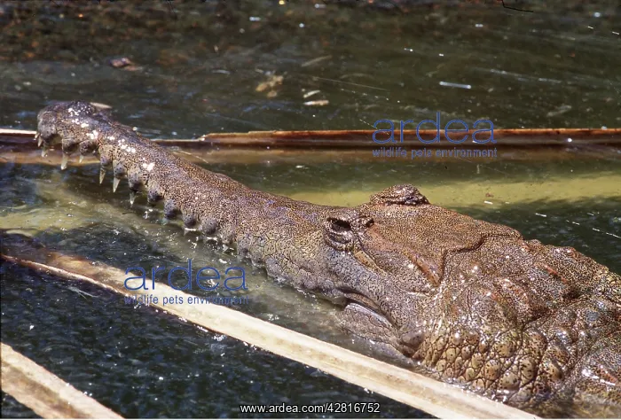 : Freshwater Crocodile : Freshwater Crocodile