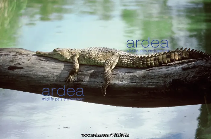 : Freshwater Crocodile : Freshwater Crocodile