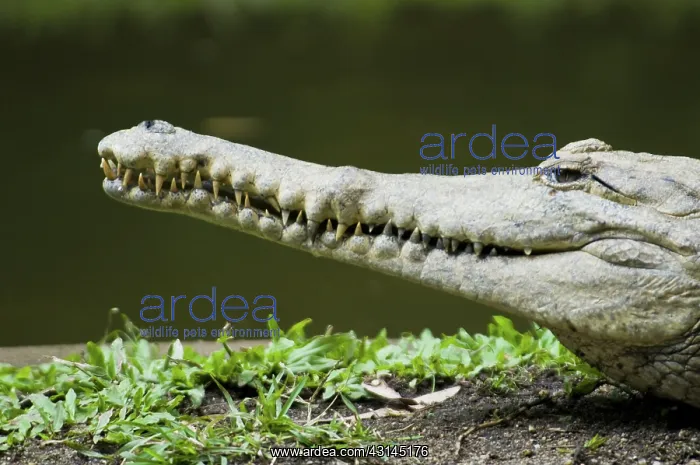 : Freshwater crocodile : Freshwater crocodile