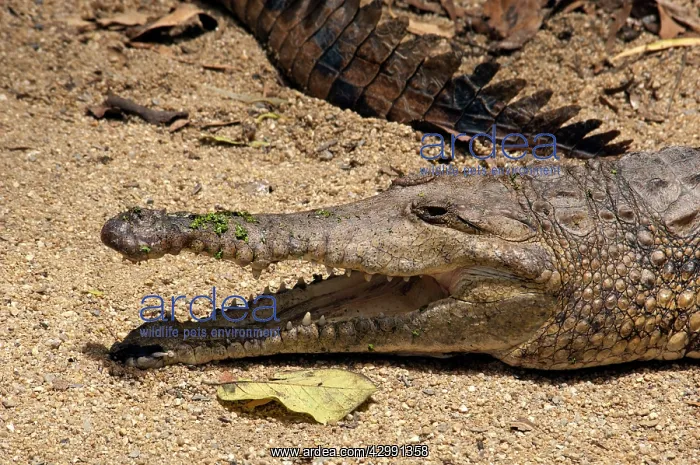 : Freshwater Crocodile - gaping to lose heat - captive : Freshwater Crocodile - gaping to lose heat - captive