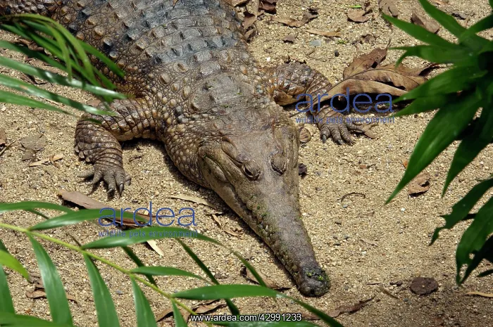 : Freshwater Crocodile - resting - captive : Freshwater Crocodile - resting - captive