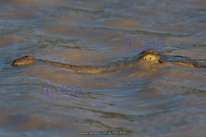 : Freshwater Crocodile - resting on surface of billabong : Freshwater Crocodile - resting on surface of billabong