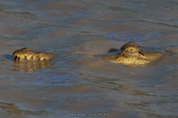 : Freshwater Crocodile - resting on surface of billabong : Freshwater Crocodile - resting on surface of billabong