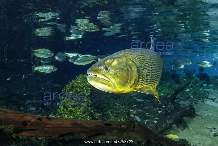 : Freshwater Dorado, (Salminus brasiliensis), Recanto : Freshwater Dorado, (Salminus brasiliensis), Recanto