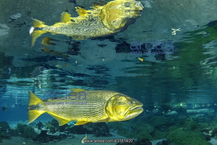 : Freshwater Dorado, (Salminus brasiliensis) reflecting : Freshwater Dorado, (Salminus brasiliensis) reflecting