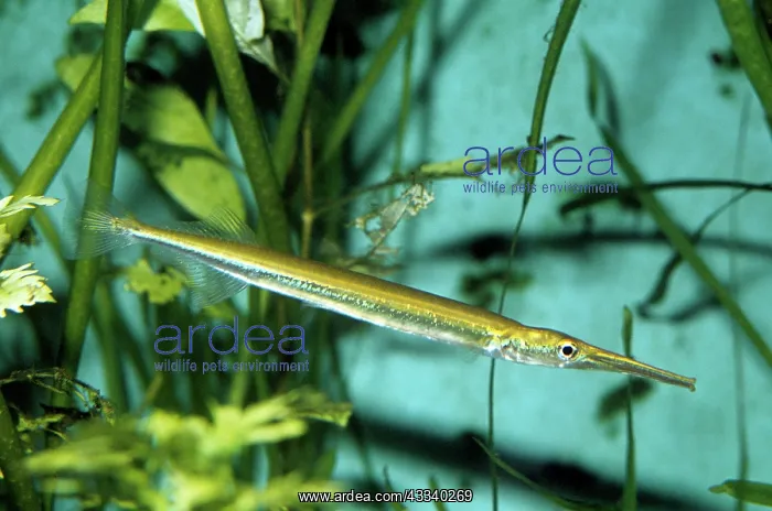 : FRESHWATER GARFISH : FRESHWATER GARFISH