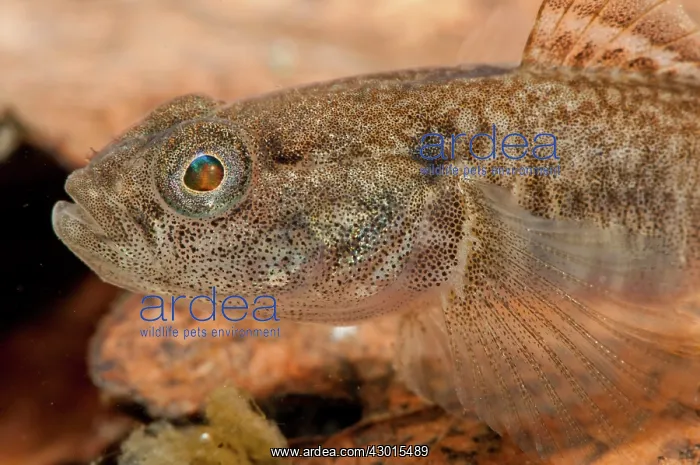  : Freshwater Goby