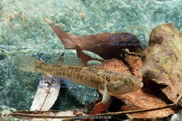  : Freshwater Goby