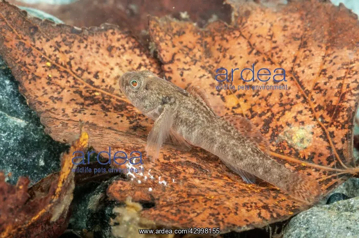 : Freshwater Goby (Padogobius bonelli) in its natural : Freshwater Goby (Padogobius bonelli) in its natural