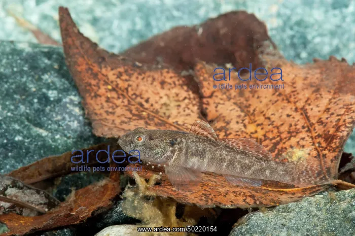 : Freshwater Goby (Padogobius bonelli) in its natural environment, Piedmont, Italy : Freshwater Goby (Padogobius bonelli) in its natural environment, Piedmont, Italy