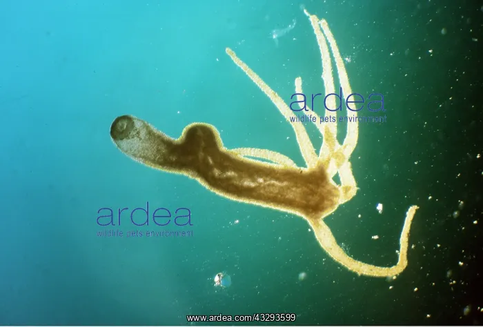 : FRESHWATER HYDROZOA - x5 magnification : FRESHWATER HYDROZOA - x5 magnification
