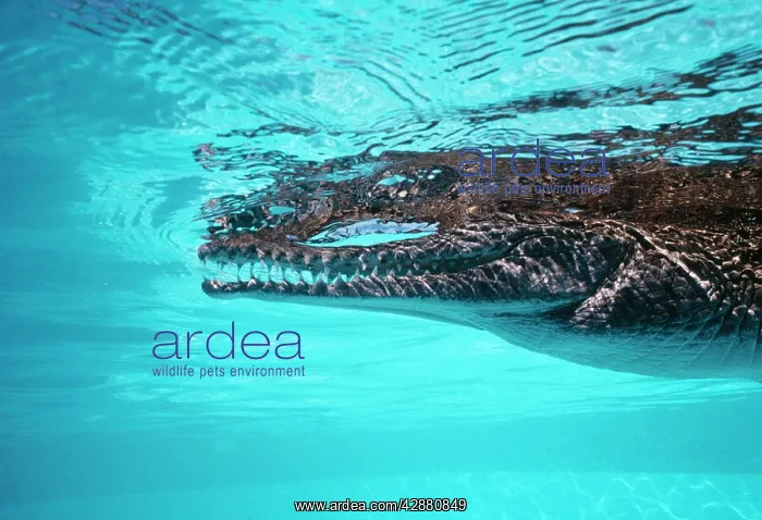 : Freshwater / Johnston Crocodile : Freshwater / Johnston Crocodile
