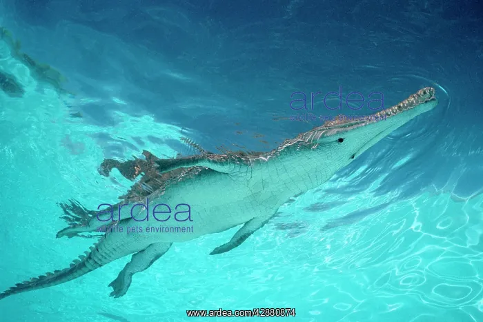 : Freshwater / Johnston Crocodile : Freshwater / Johnston Crocodile