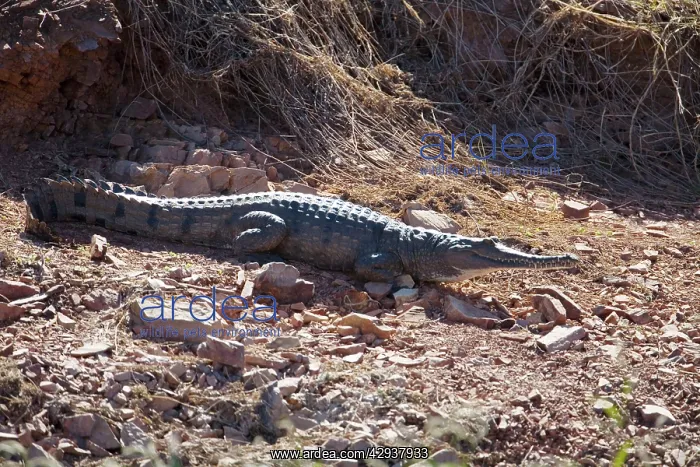 : Freshwater / Johnston Crocodile : Freshwater / Johnston Crocodile