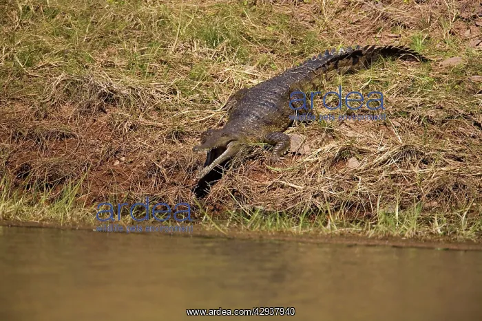 : Freshwater / Johnston Crocodile : Freshwater / Johnston Crocodile