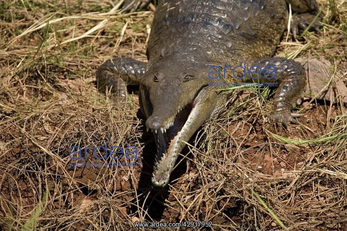: Freshwater / Johnston Crocodile : Freshwater / Johnston Crocodile