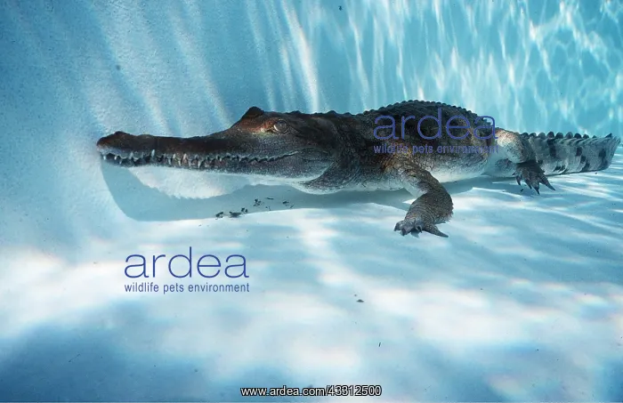 : Freshwater / Johnston Crocodile : Freshwater / Johnston Crocodile