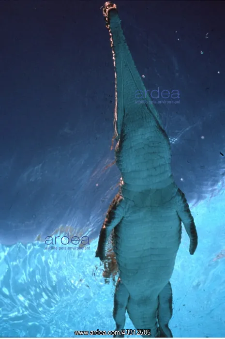: Freshwater / Johnston Crocodile : Freshwater / Johnston Crocodile