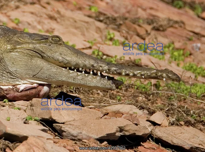 : Freshwater / Johnston Crocodile - with half lower : Freshwater / Johnston Crocodile - with half lower