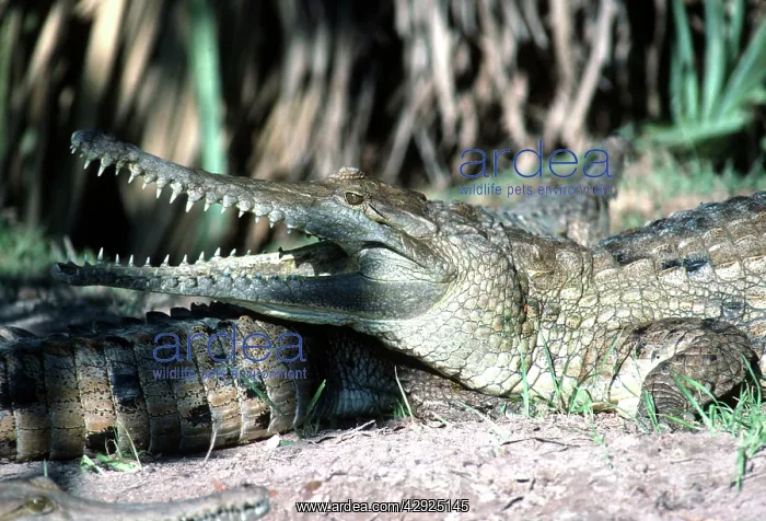 : Freshwater / Johnston Crocodile - mouth open : Freshwater / Johnston Crocodile - mouth open