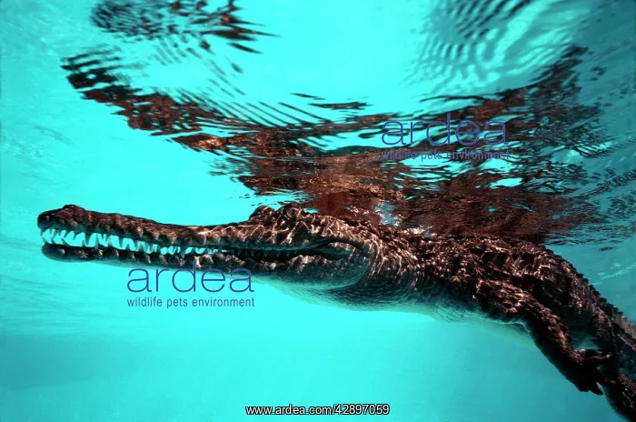 : Freshwater / Johnston CROCODILE - at surface : Freshwater / Johnston CROCODILE - at surface