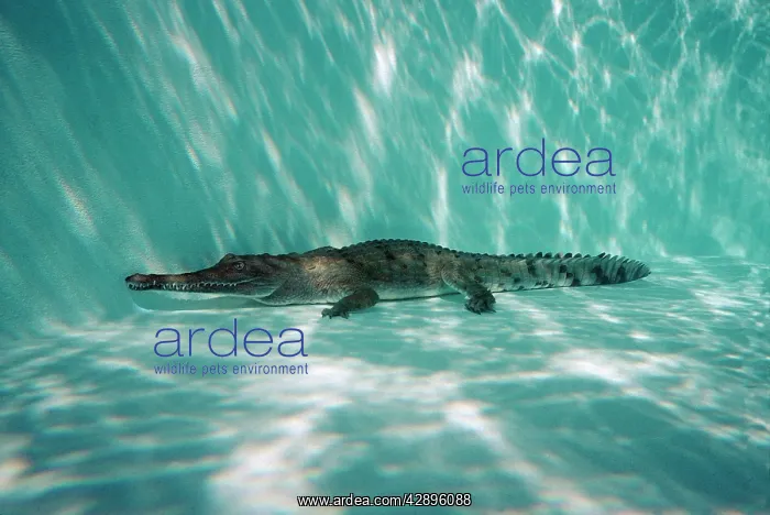 : Freshwater / Johnston CROCODILE - underwater, resting : Freshwater / Johnston CROCODILE - underwater, resting