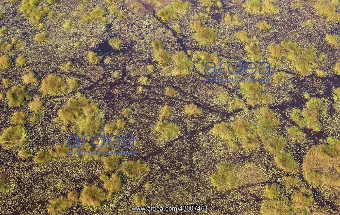 : Freshwater marshes with animal trails aerial view : Freshwater marshes with animal trails aerial view