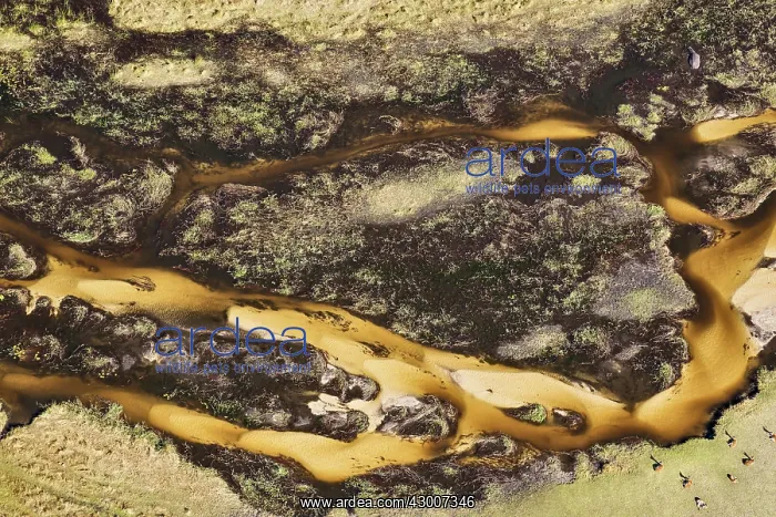 : Freshwater marshes with sandy streams, channels : Freshwater marshes with sandy streams, channels