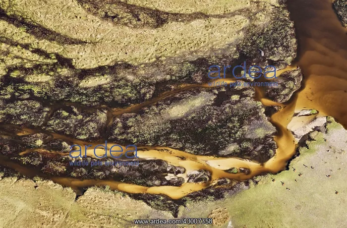 : Freshwater marshes with sandy streams, channels : Freshwater marshes with sandy streams, channels
