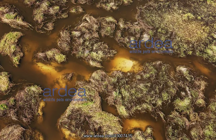 : Freshwater marshes with sandy streams, channels : Freshwater marshes with sandy streams, channels