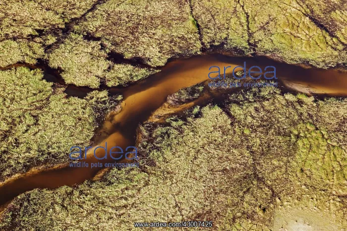 : Freshwater marshes with sandy streams and channels : Freshwater marshes with sandy streams and channels