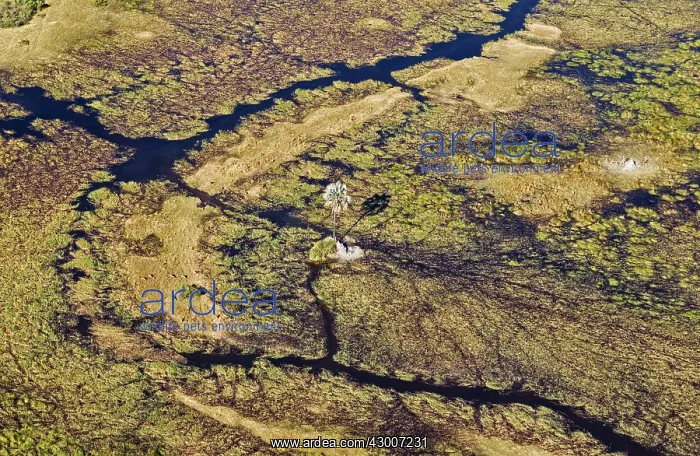 : Freshwater marshes with streams, channels and islands : Freshwater marshes with streams, channels and islands