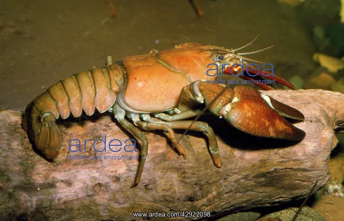 : FRESHWATER / NOBLE CRAYFISH : FRESHWATER / NOBLE CRAYFISH