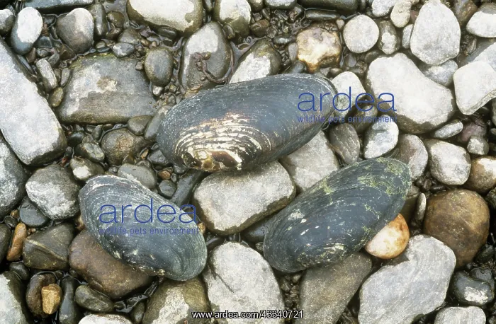: Freshwater Pearl MUSSEL Shells - legally protected in the UK : Freshwater Pearl MUSSEL Shells - legally protected in the UK
