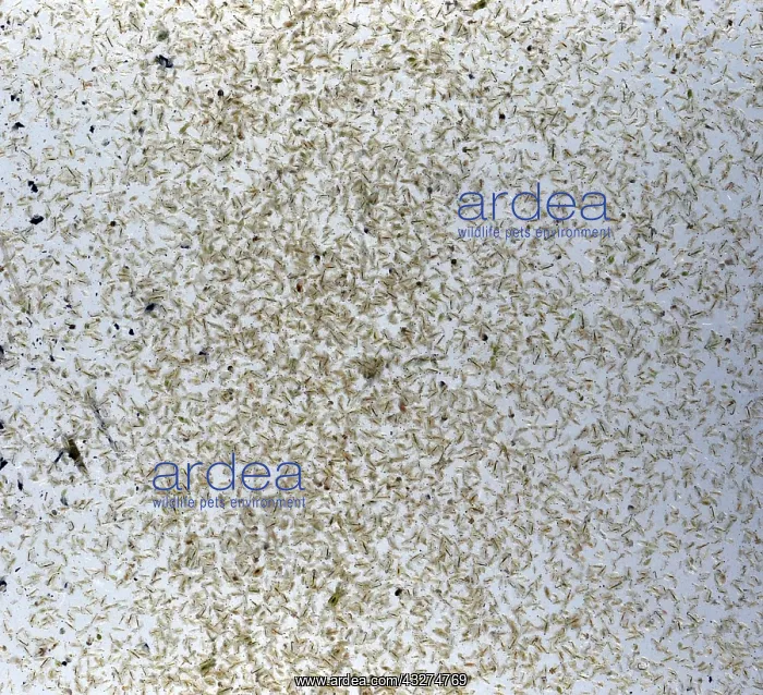: Freshwater plankton, mostly water fleas ('Daphnia') : Freshwater plankton, mostly water fleas ('Daphnia')
