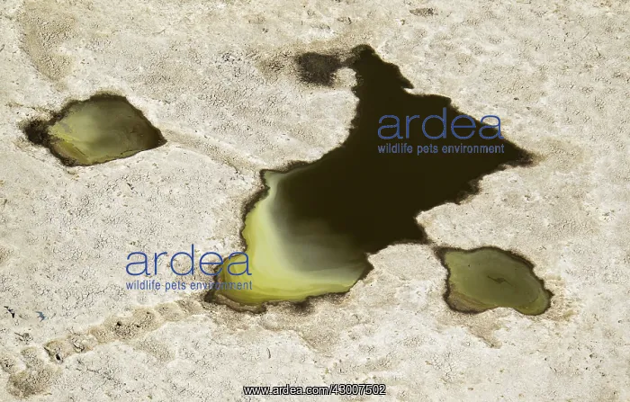 : Freshwater pools with yellowish deposits aerial view : Freshwater pools with yellowish deposits aerial view