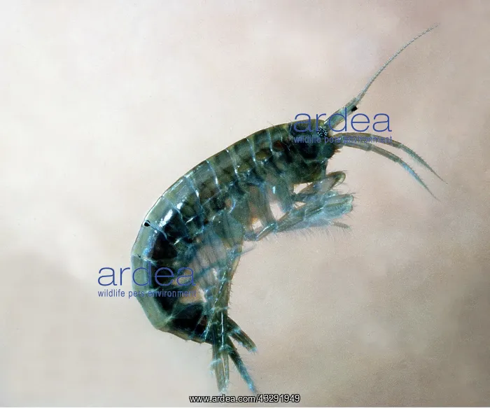 : FRESHWATER SHRIMP : FRESHWATER SHRIMP
