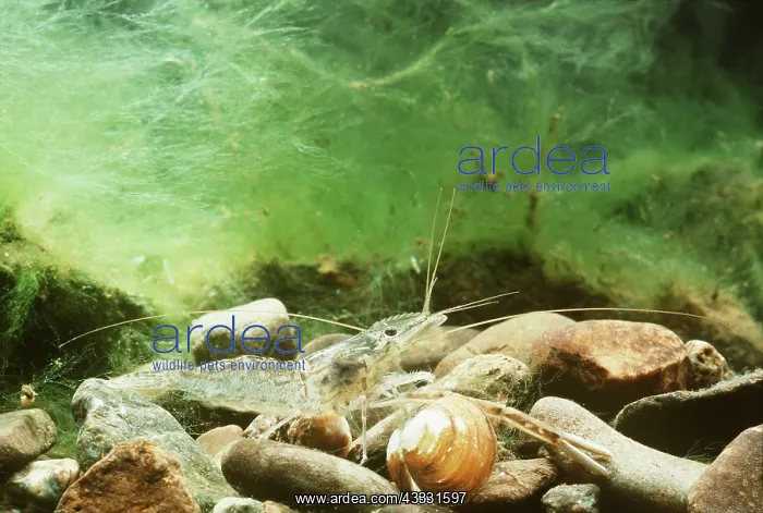: Freshwater Shrimp : Freshwater Shrimp