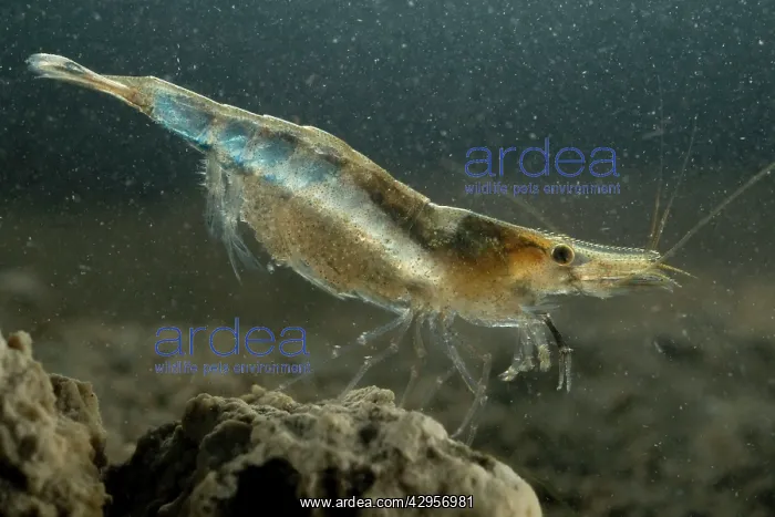 : Freshwater Shrimp - female underwater : Freshwater Shrimp - female underwater