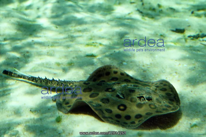  : Freshwater Stingray