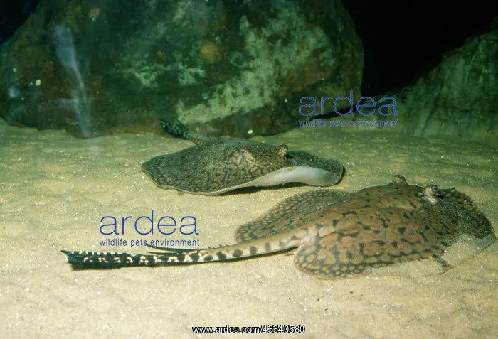 : FRESHWATER STINGRAY : FRESHWATER STINGRAY
