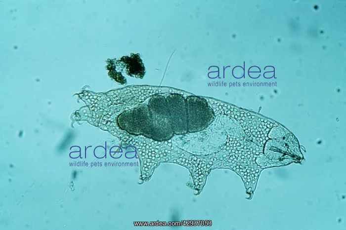 : Freshwater TARDIGRADE - Water Bear / Tardigrada : Freshwater TARDIGRADE - Water Bear / Tardigrada