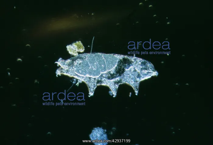 : Freshwater TARDIGRADE - Water Bear / Tardigrada : Freshwater TARDIGRADE - Water Bear / Tardigrada