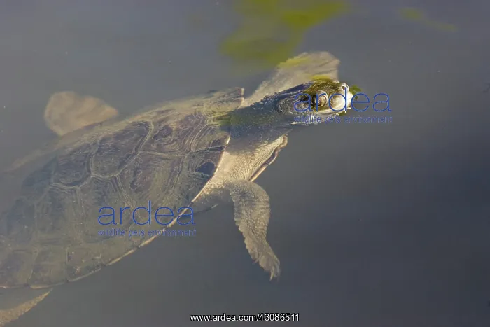 : Freshwater Turtle : Freshwater Turtle