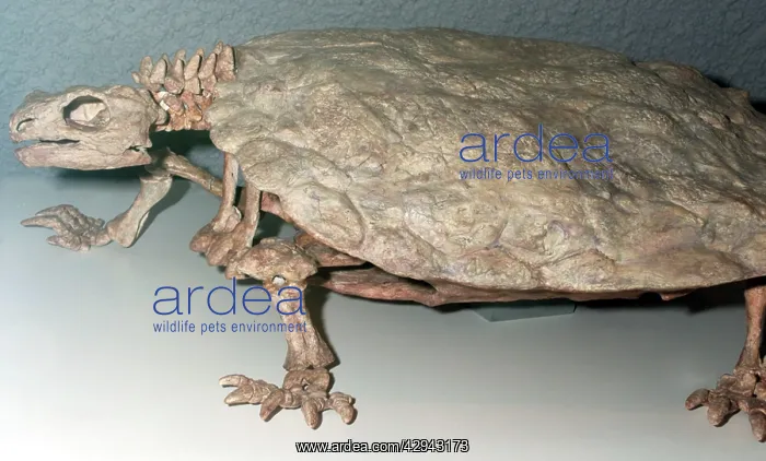  : Freshwater Turtle: Fossil from the Triassic