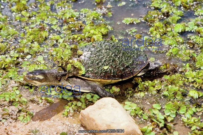: A freshwater turtle (probably Emydura sp.) : A freshwater turtle (probably Emydura sp.)